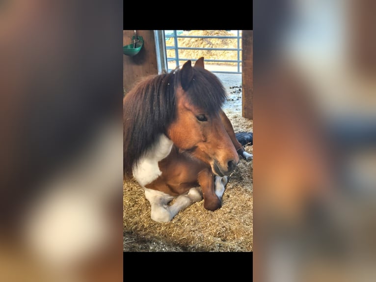 Icelandic Horse Mare 5 years 13 hh Pinto in Bielefeld
