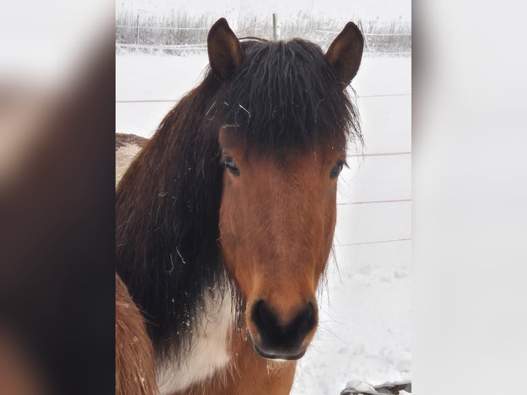 Icelandic Horse Mare 5 years 13 hh Pinto in Bielefeld