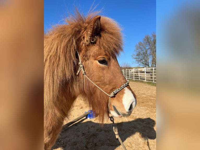 Icelandic Horse Mare 5 years 13 hh Pinto in Wassertrüdingen
