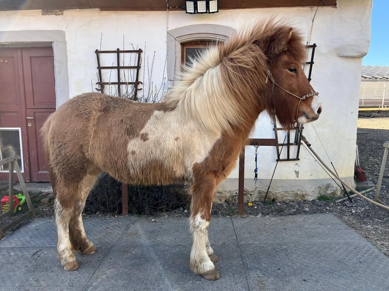 Icelandic Horse Mare 5 years 13 hh Pinto in Wassertrüdingen