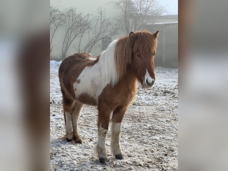 Icelandic Horse Mare 5 years 13 hh Pinto in Wassertrüdingen