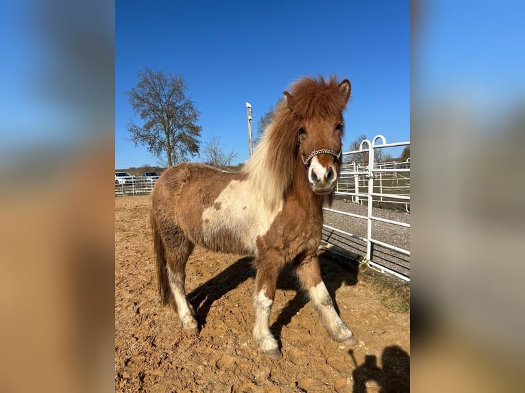 Icelandic Horse Mare 5 years 13 hh Pinto in Wassertrüdingen