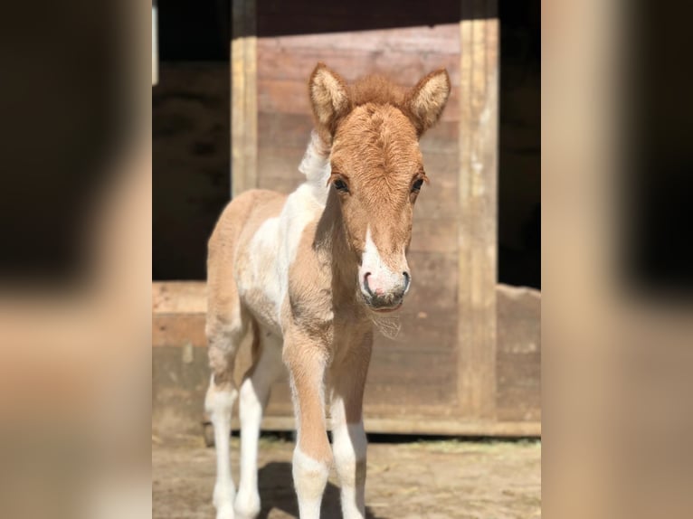 Icelandic Horse Mare 5 years 13 hh Pinto in Wassertrüdingen