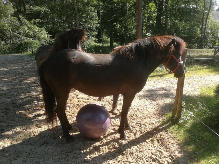 Icelandic Horse Mare 5 years 13,1 hh Black in Iffeldorf