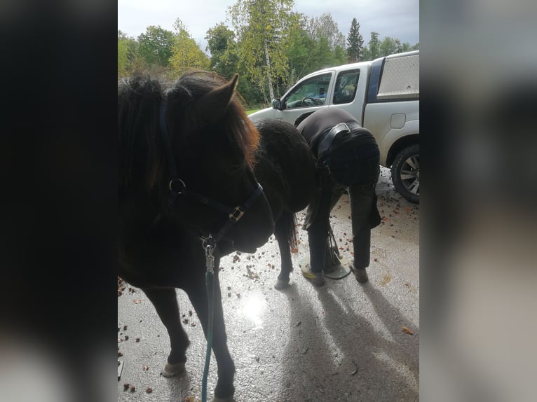 Icelandic Horse Mare 5 years 13,1 hh Black in Iffeldorf