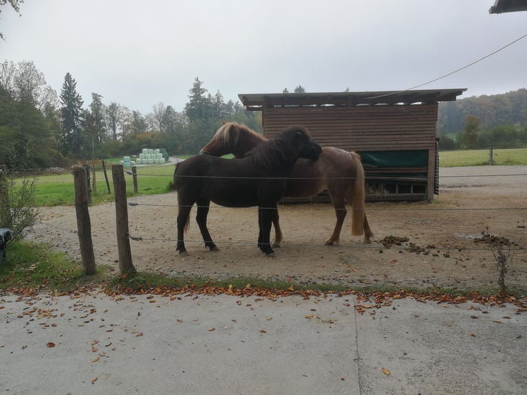 Icelandic Horse Mare 5 years 13,1 hh Black in Iffeldorf