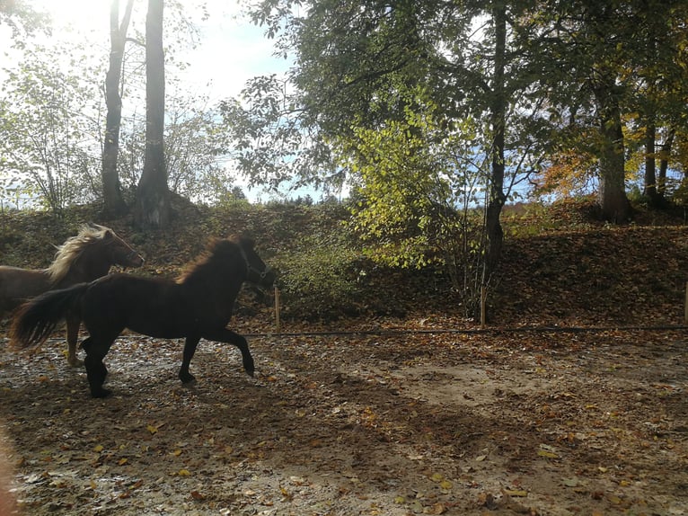 Icelandic Horse Mare 5 years 13,1 hh Black in Iffeldorf