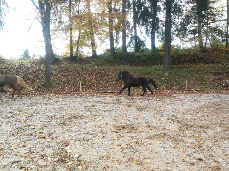 Icelandic Horse Mare 5 years 13,1 hh Black in Iffeldorf