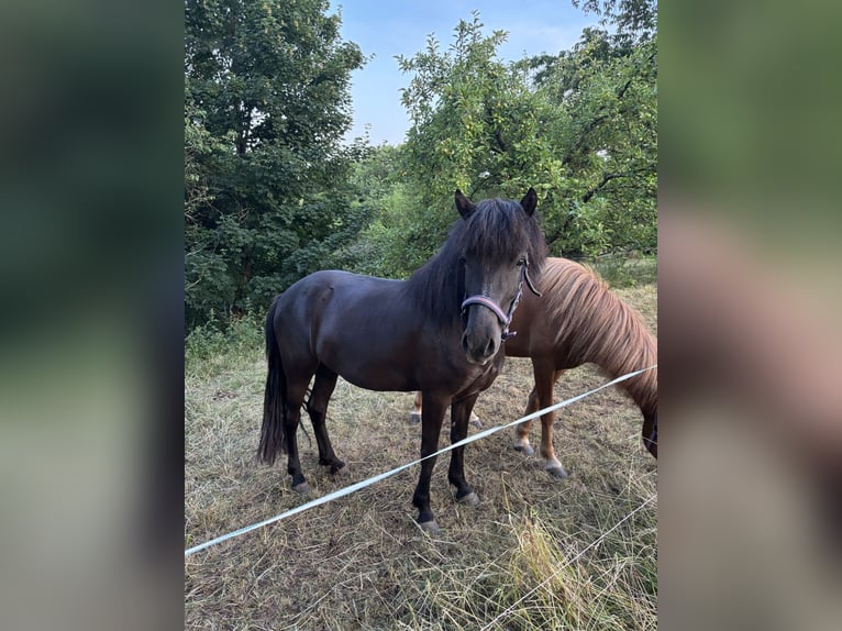 Icelandic Horse Mare 5 years 13,1 hh Black in K&#xE4;shofen