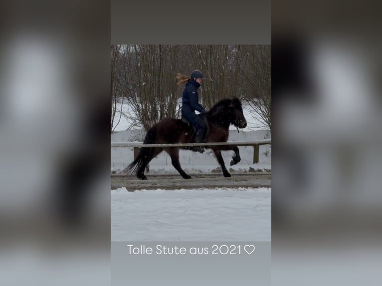 Icelandic Horse Mare 5 years 13,1 hh Buckskin in Tremsbüttel