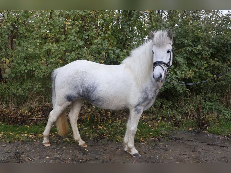 Icelandic Horse Mare 5 years 13,1 hh Grey in Wadersloh