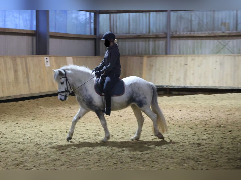 Icelandic Horse Mare 5 years 13,1 hh Grey in Wadersloh