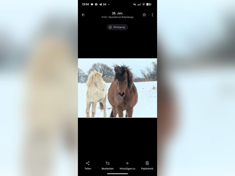 Icelandic Horse Mare 5 years 13,2 hh Bay-Dark in Neustadt am Rübenberge