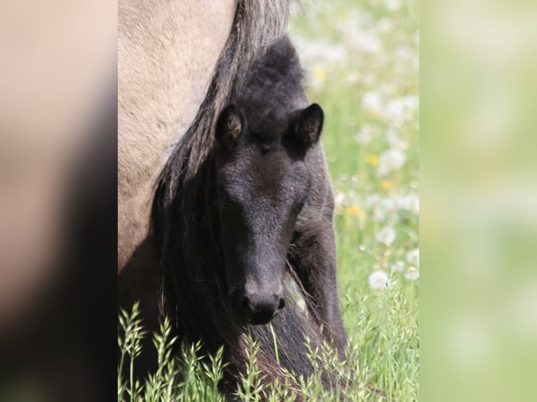 Icelandic Horse Mare 5 years 13,2 hh Black in Schmelz
