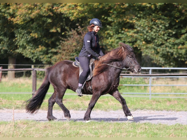 Icelandic Horse Mare 5 years 13,2 hh Black in Dülmen