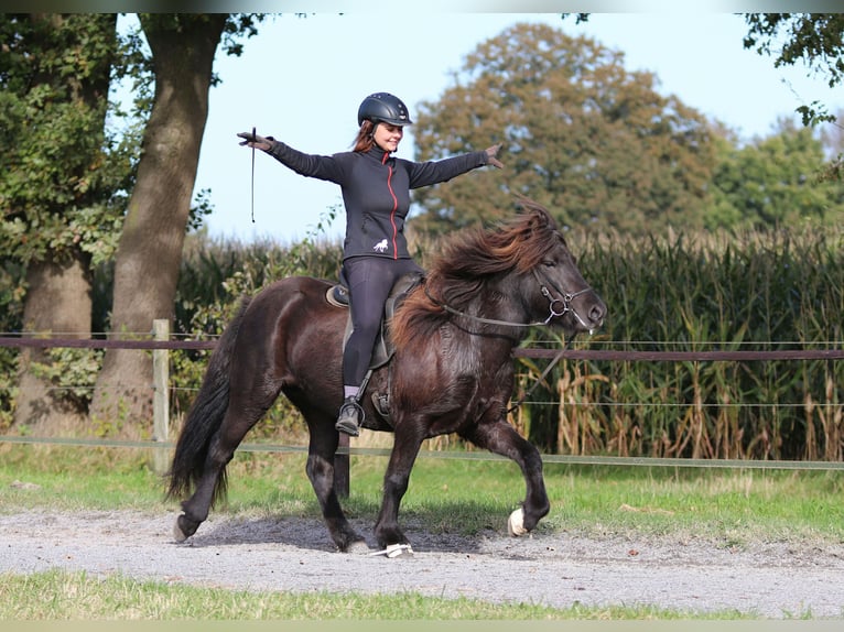 Icelandic Horse Mare 5 years 13,2 hh Black in Dülmen