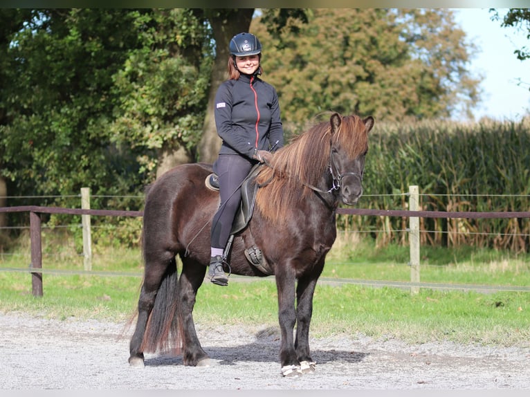 Icelandic Horse Mare 5 years 13,2 hh Black in Dülmen