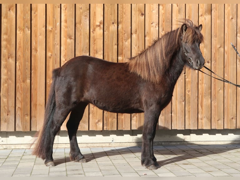Icelandic Horse Mare 5 years 13,2 hh Black in Dülmen