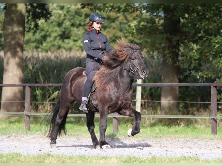 Icelandic Horse Mare 5 years 13,2 hh Black in Dülmen