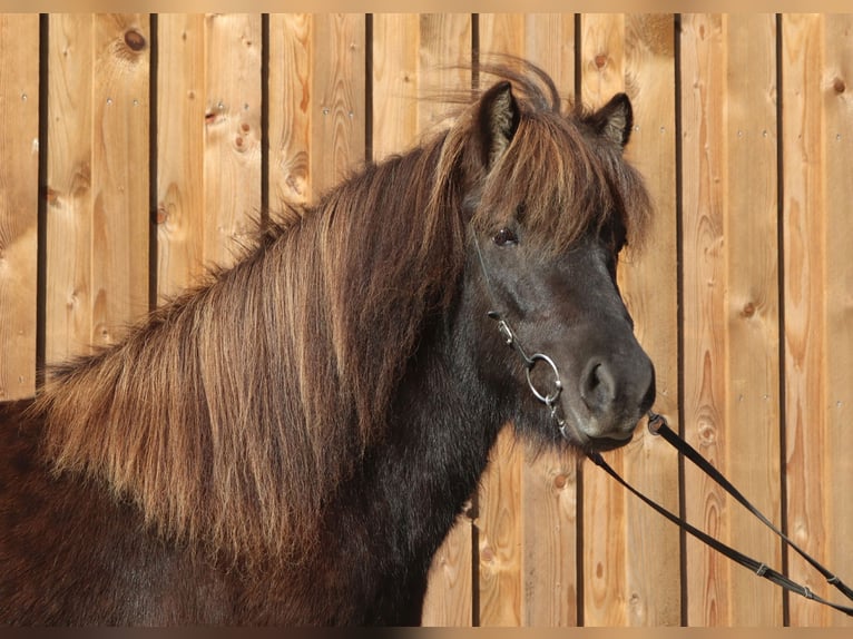 Icelandic Horse Mare 5 years 13,2 hh Black in Dülmen