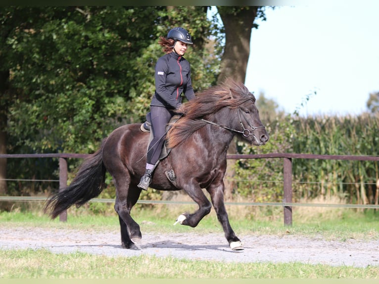 Icelandic Horse Mare 5 years 13,2 hh Black in Dülmen