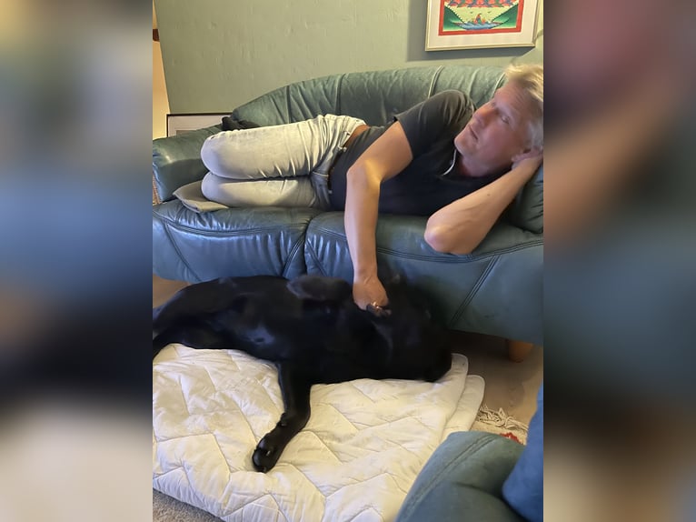 Icelandic Horse Mare 5 years 13,2 hh Chestnut-Red in Nottfeld