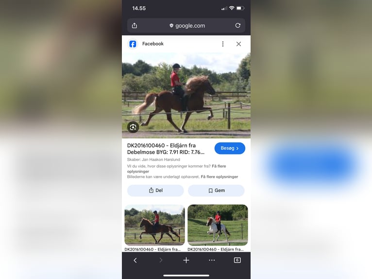 Icelandic Horse Mare 5 years 13,2 hh Chestnut-Red in Nottfeld