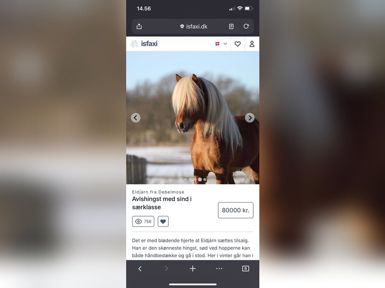 Icelandic Horse Mare 5 years 13,2 hh Chestnut-Red in Nottfeld