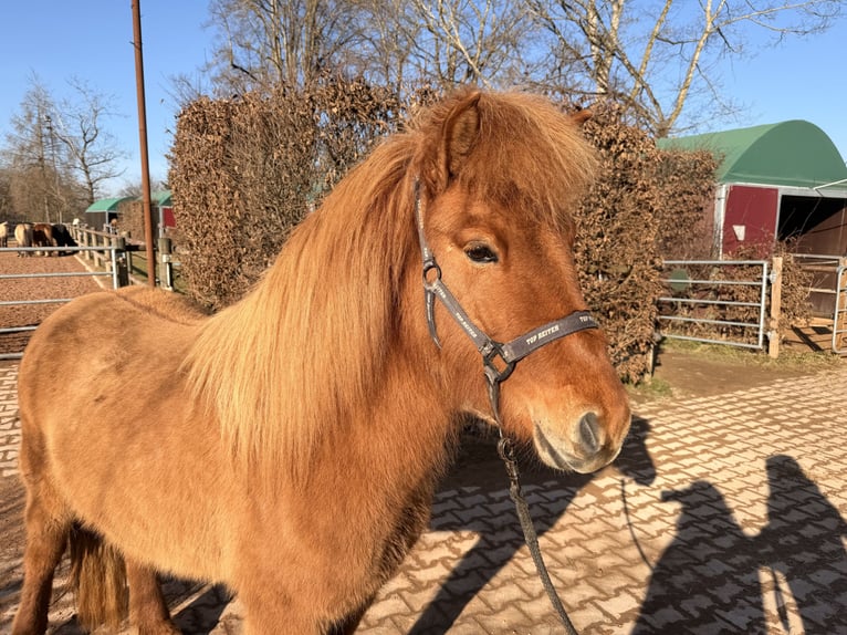 Icelandic Horse Mare 5 years 13,2 hh Dun in Fronreute