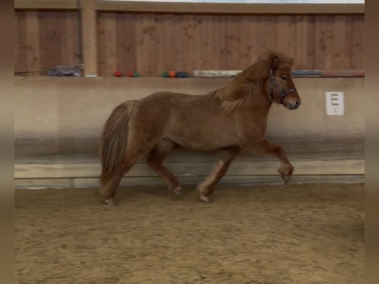Icelandic Horse Mare 5 years 13,2 hh Dun in Fronreute