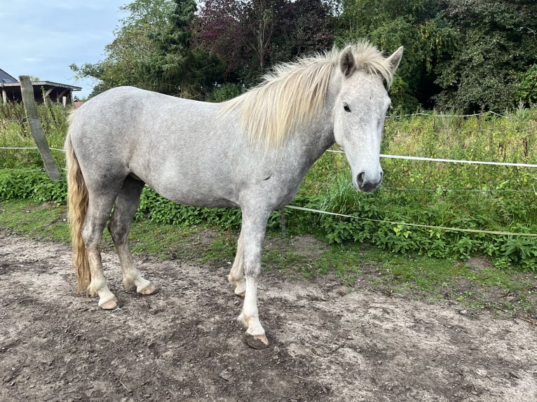 Icelandic Horse Mare 5 years 13,2 hh Grey in Koberg