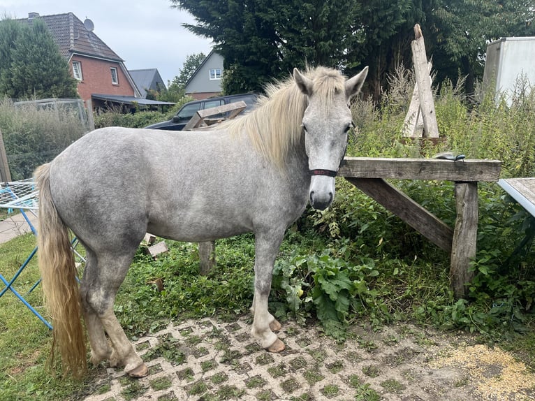 Icelandic Horse Mare 5 years 13,2 hh Grey in Koberg
