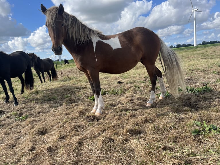 Icelandic Horse Mare 5 years 13,2 hh Grey in Koberg