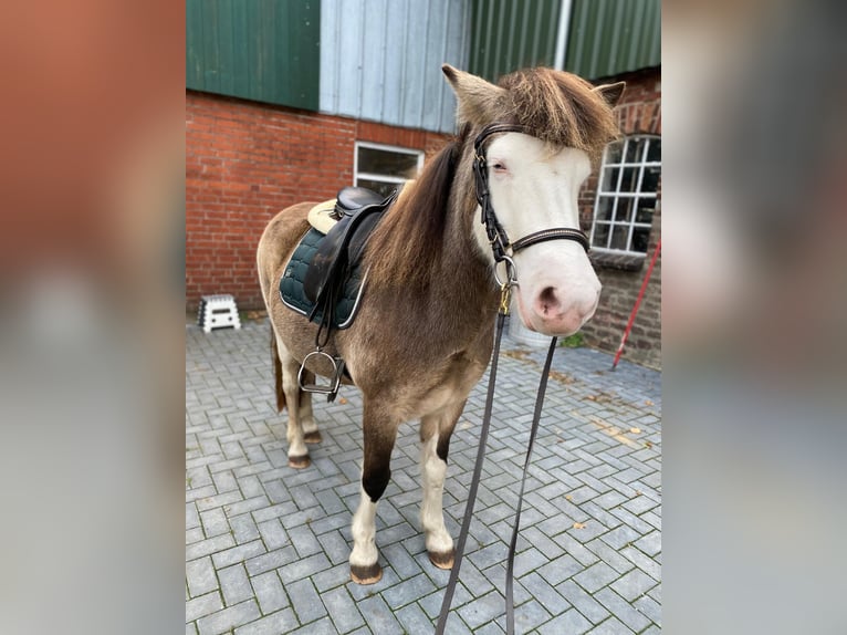 Icelandic Horse Mare 5 years 13,2 hh in Blunk