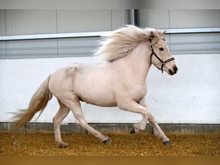 Icelandic Horse Mare 5 years 13,2 hh Palomino in Königswinter