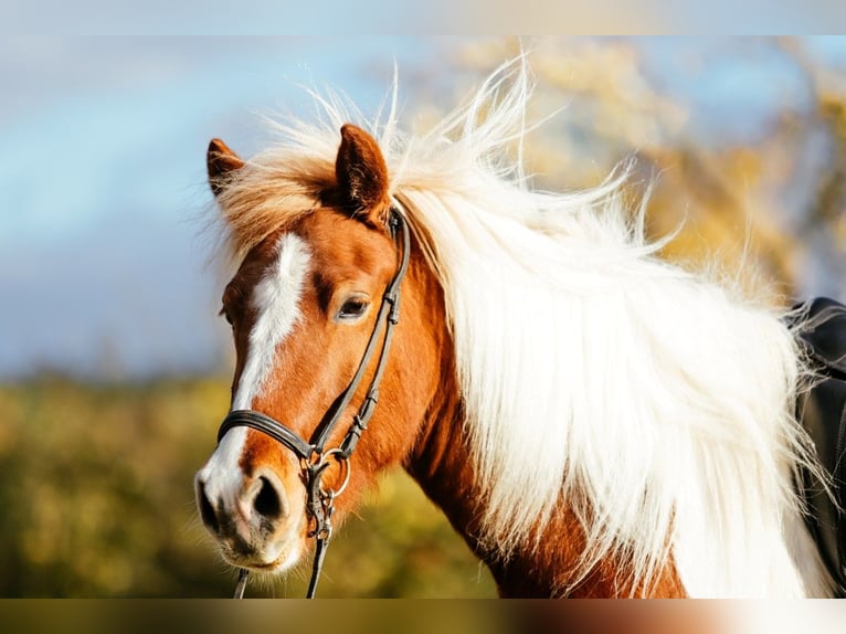 Icelandic Horse Mare 5 years 13,2 hh Pinto in Taufkirchen an der Trattnach