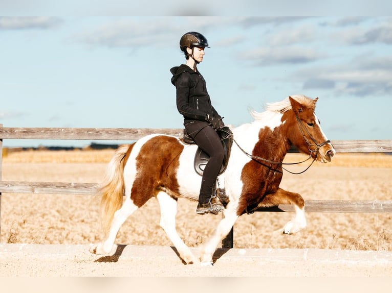 Icelandic Horse Mare 5 years 13,2 hh Pinto in Taufkirchen an der Trattnach