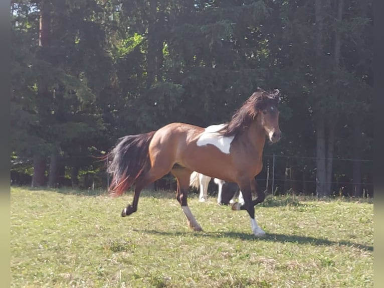 Icelandic Horse Mare 5 years 13,2 hh Pinto in Ulm