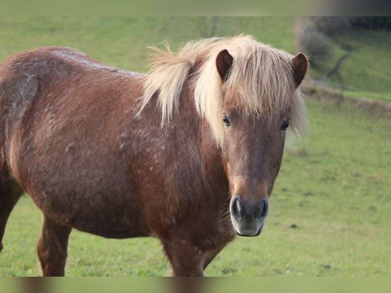 Icelandic Horse Mare 5 years 13,2 hh Roan-Red in Lennestadt