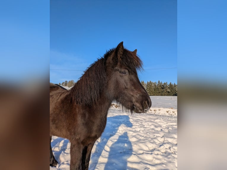 Icelandic Horse Mare 5 years 13,3 hh Black in Eschlkam