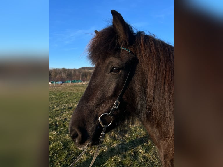 Icelandic Horse Mare 5 years 13,3 hh Black in Kaufungen