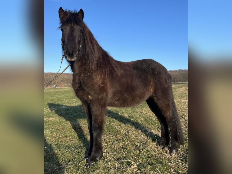 Icelandic Horse Mare 5 years 13,3 hh Black in Kaufungen