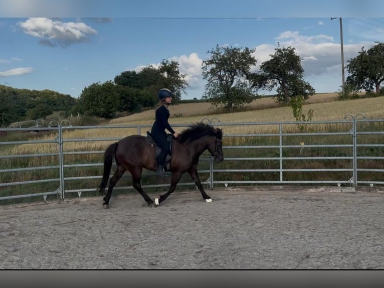 Icelandic Horse Mare 5 years 13,3 hh Black in Sinntal-Schwarzenfels