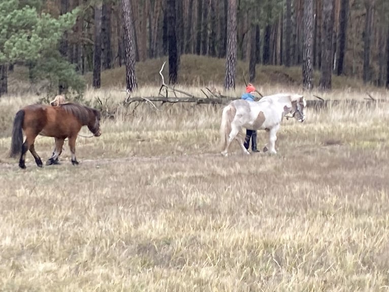 Icelandic Horse Mare 5 years 13,3 hh Brown in Sch&#xF6;nwalde-Glien
