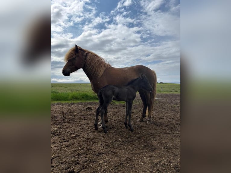 Icelandic Horse Mare 5 years 13,3 hh Chestnut-Red in Bl&#xF6;ndu&#xF3;si