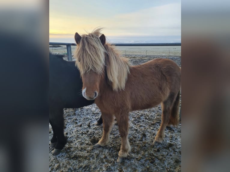 Icelandic Horse Mare 5 years 13,3 hh Chestnut-Red in Bl&#xF6;ndu&#xF3;si