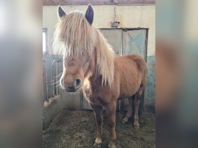 Icelandic Horse Mare 5 years 13,3 hh Chestnut-Red in Bl&#xF6;ndu&#xF3;si