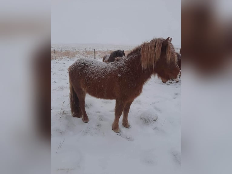 Icelandic Horse Mare 5 years 13,3 hh Chestnut-Red in Bl&#xF6;ndu&#xF3;si