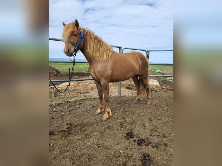 Icelandic Horse Mare 5 years 13,3 hh Chestnut-Red in Bl&#xF6;ndu&#xF3;si