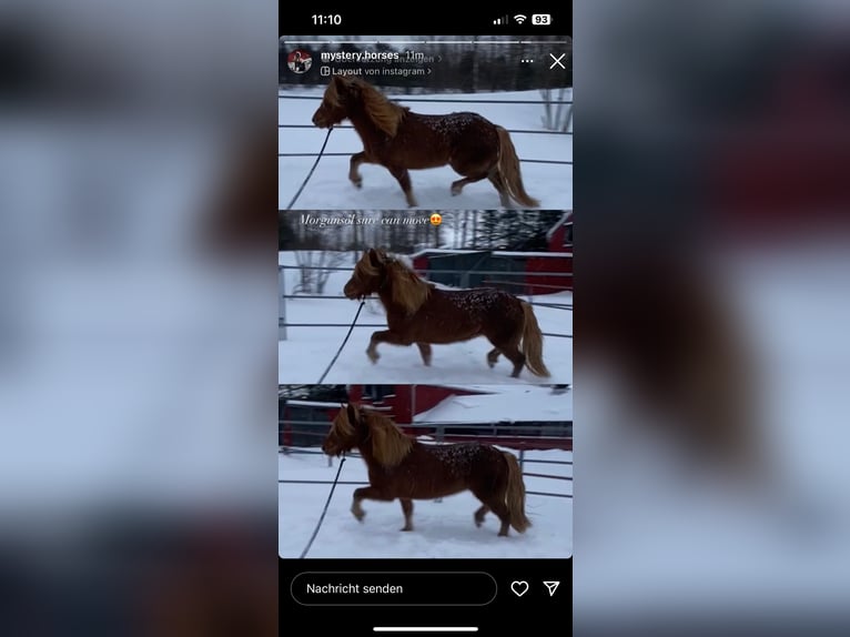 Icelandic Horse Mare 5 years 13,3 hh Chestnut-Red in Bl&#xF6;ndu&#xF3;si